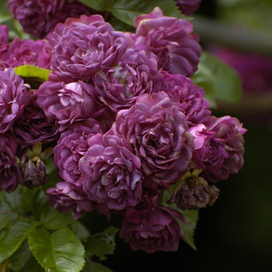 Violet - trandafiri târâtori și cățărători, Rambler